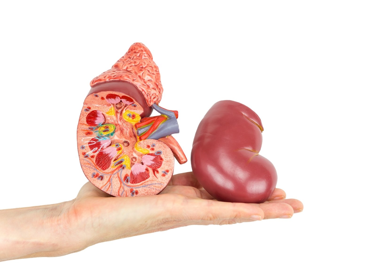 Organspende – Geschenk und keine Pflicht (c) Depositphotos